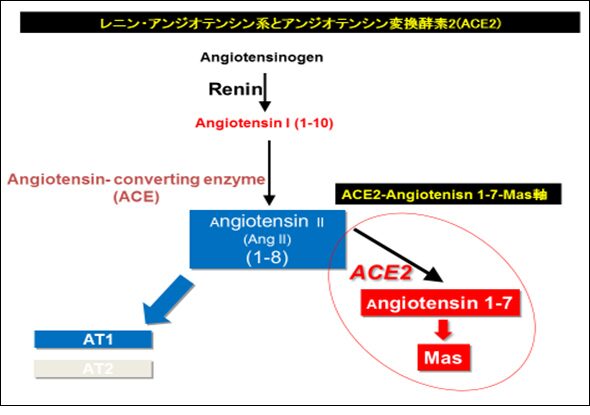 ACE2-A1-7-mas軸