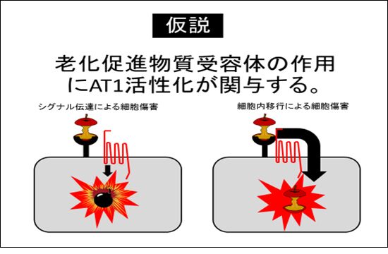 AT1活性化の関与仮説